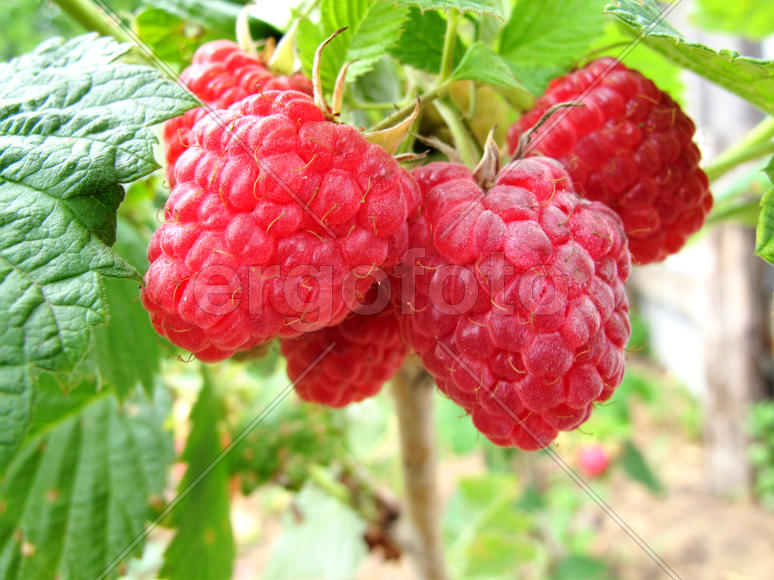 Ягоды малины.