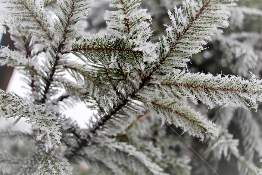 Иней на ветках.