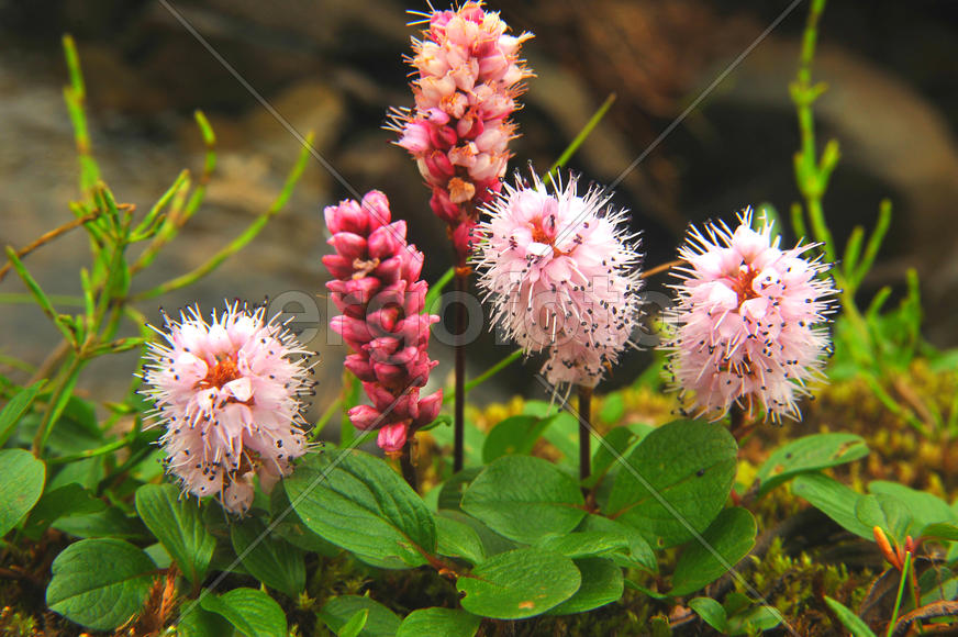 Алтайские цветы.