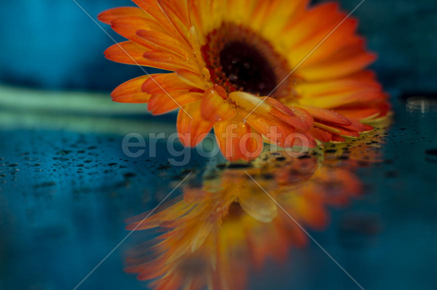 Желтый цветок на стекле 