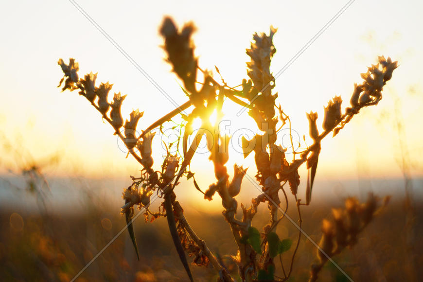 Солнце запутавшееся в стеблях