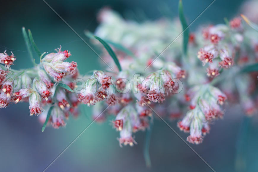 Цветы на берегу озера Тургояк