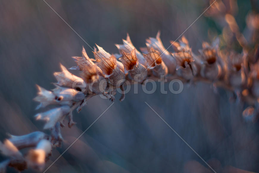 Засохшие колокольчики