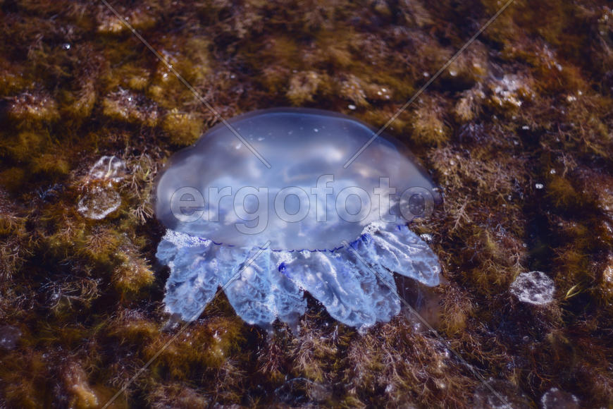 Медуза в водорослях
