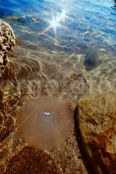 Звезды на воде