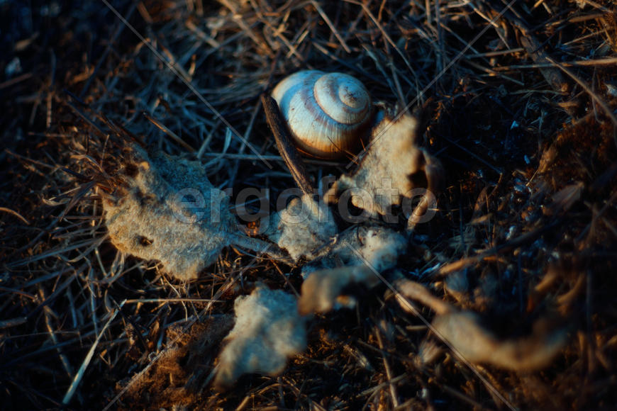 Улитка в золе