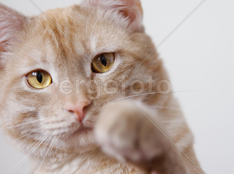 Лева тянет лапу