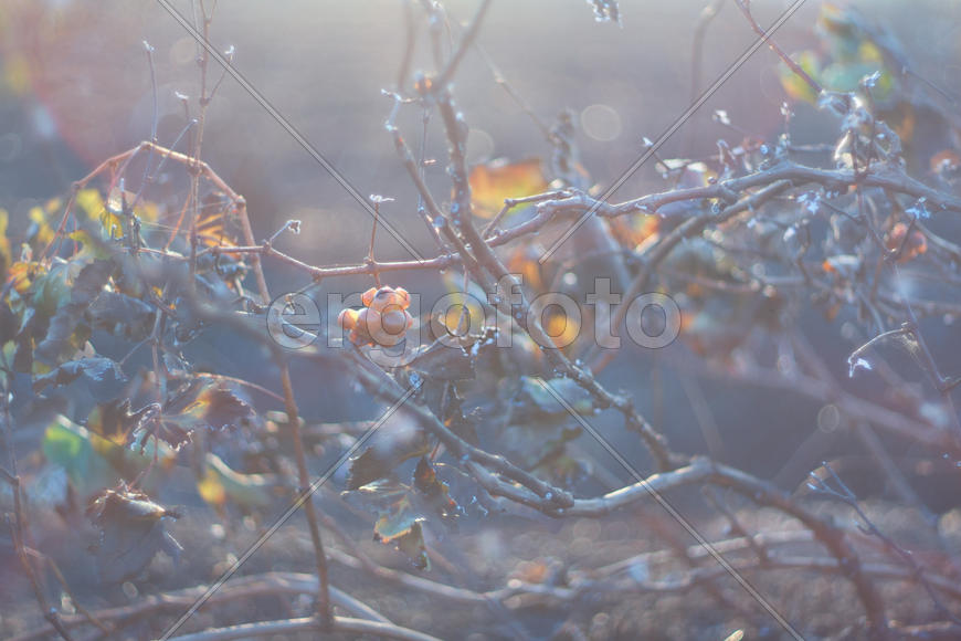 Сожженный виноградник в контровых лучах солнца