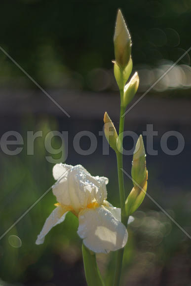 Ирис в лучах рассветного солнца Чернобыля