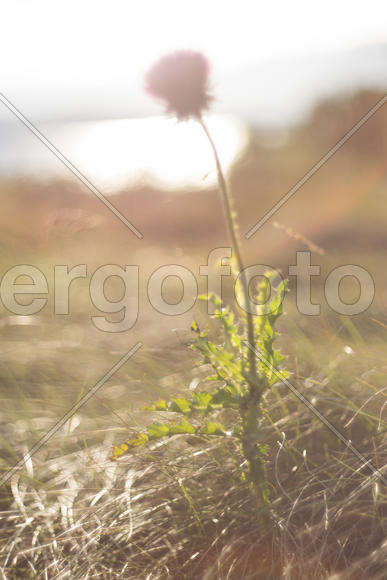 Сияние вечернего солнца