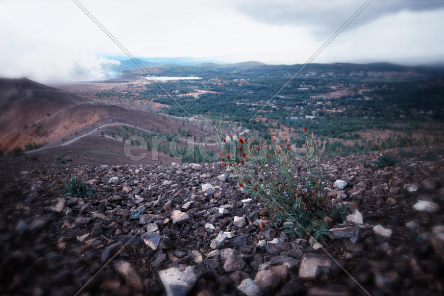 И на камнях растут цветы