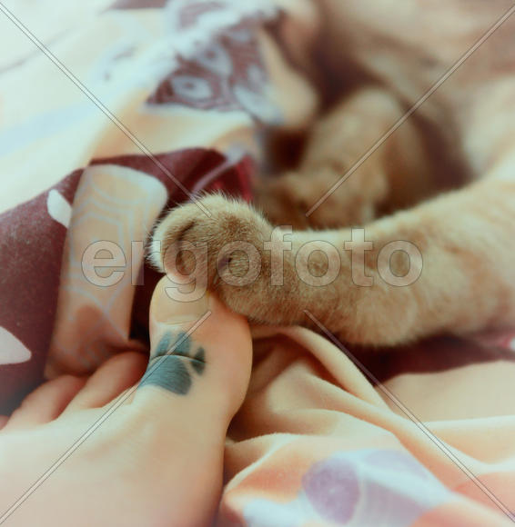 Дружба лапами