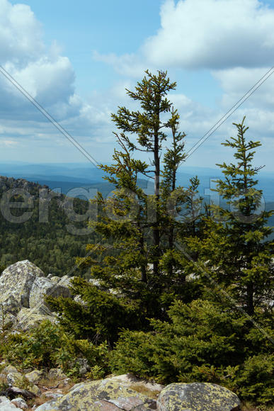 Горные деревья