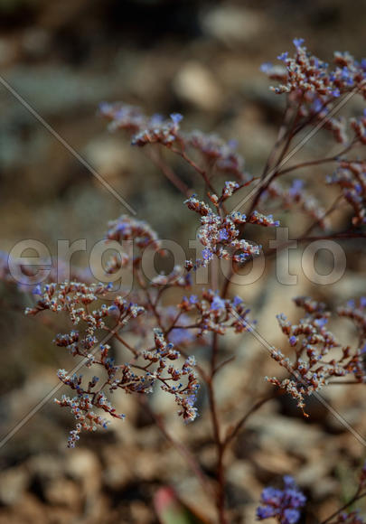 Крымская лаванда