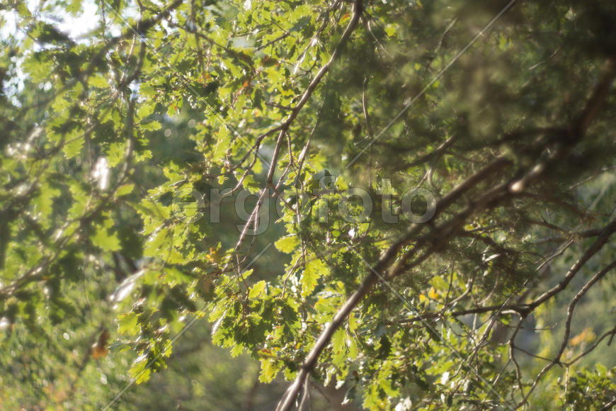 Дуб в солнечных лучах