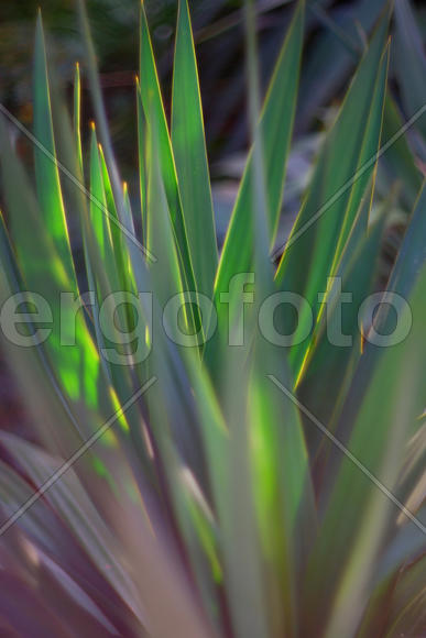 Острые листья