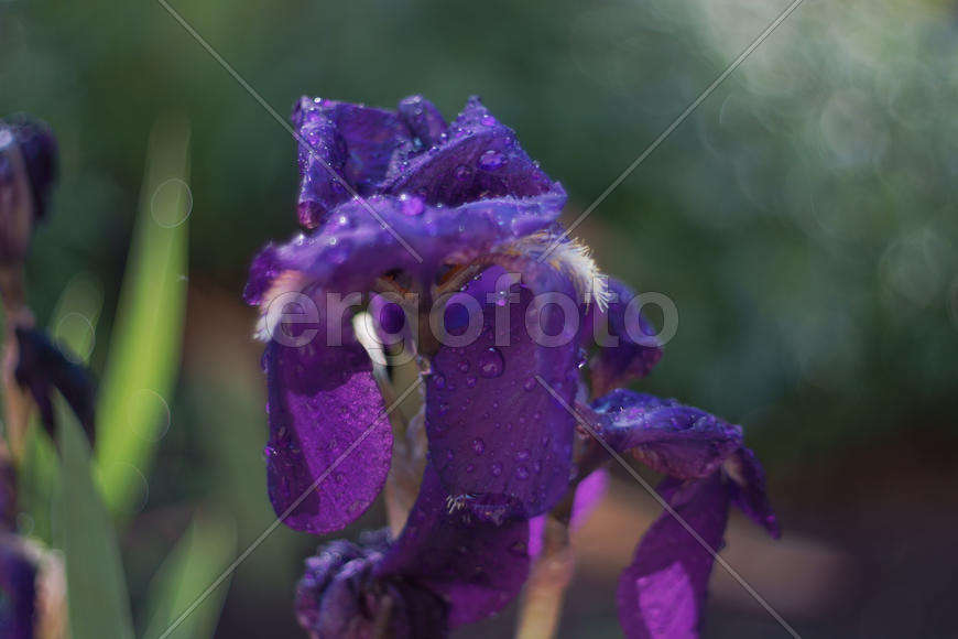 Утро в Чернобыле