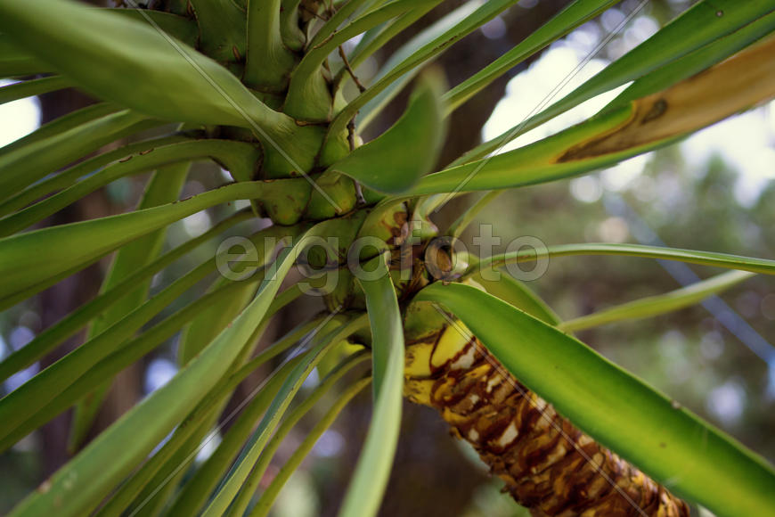 Ствол пальмы