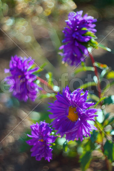 Цветы на клумбе