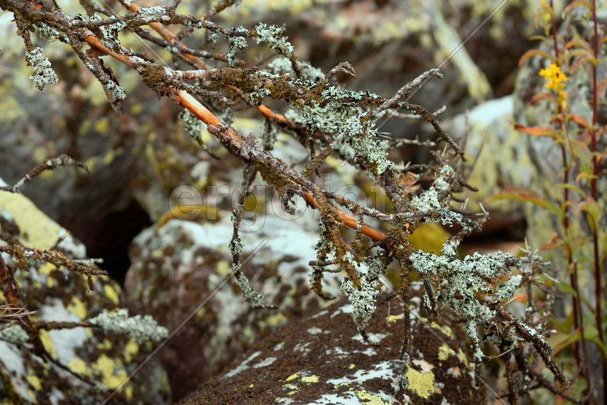 Лишайники Таганая