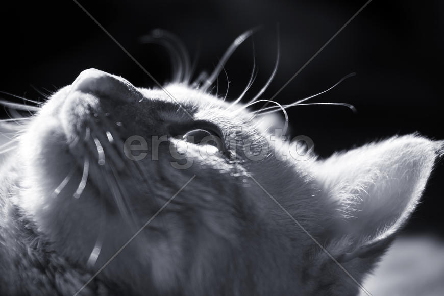 Кото-свето-тень