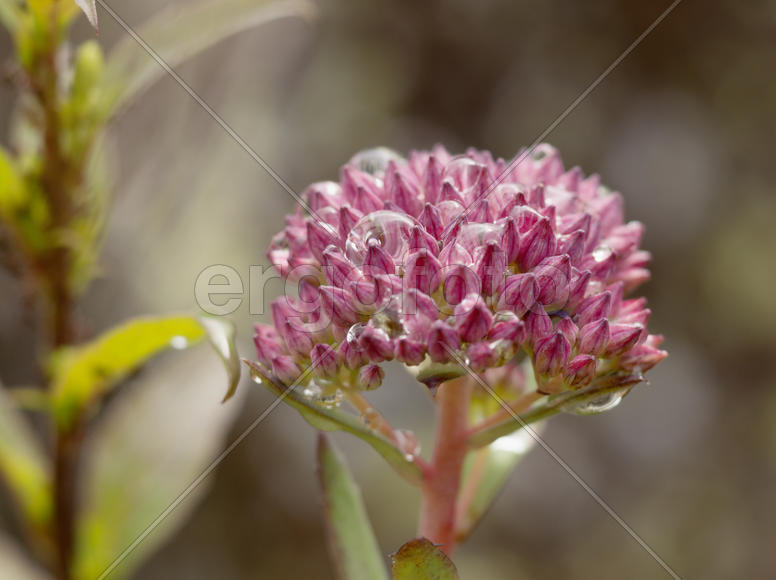 Цветок под дождем