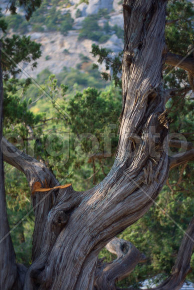 Закрученный ствол дерева