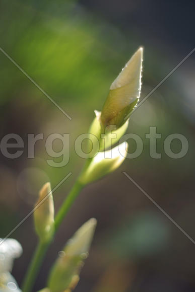 Утренняя роса