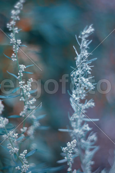 Сорняки у озера