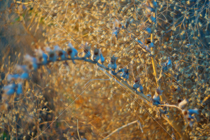 Степные растения