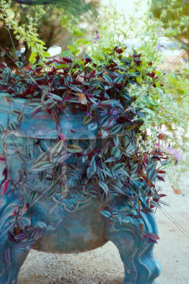 Клумба с цветами