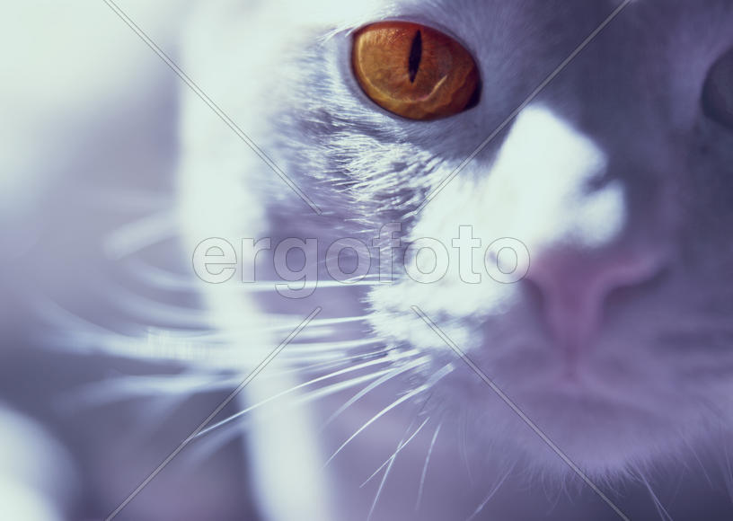 Рыжий глаз кота