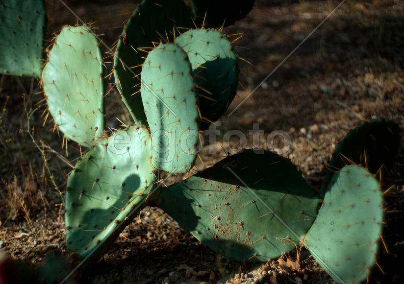 Кактус опунция