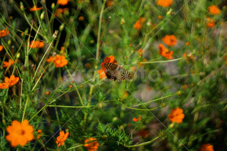 Бабочка в цветах