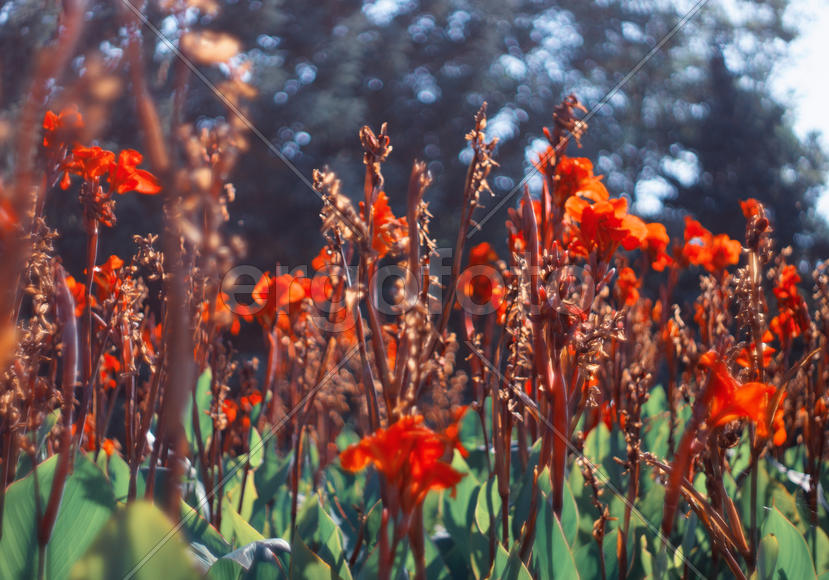 Красные ирисы