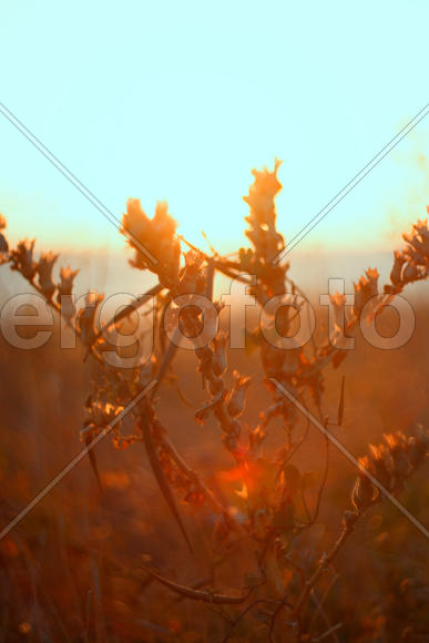 Солнечные лучи в степи