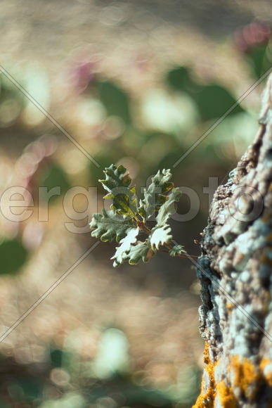 Листок дуба