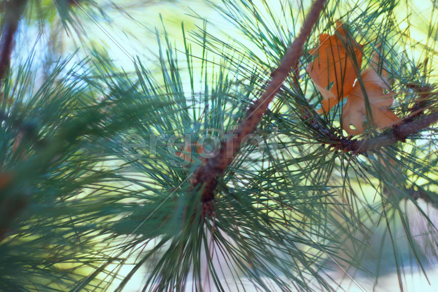 Лист в колючках