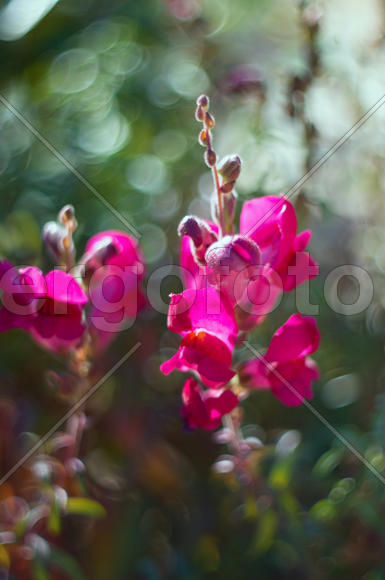 Цветы львиный зев