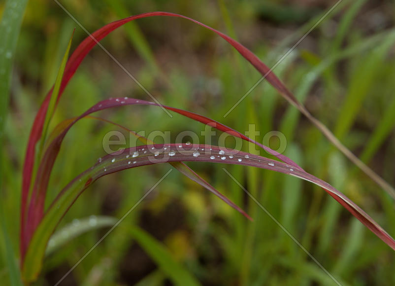 Капли на траве