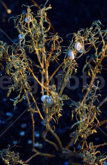 И на траве живут улитки