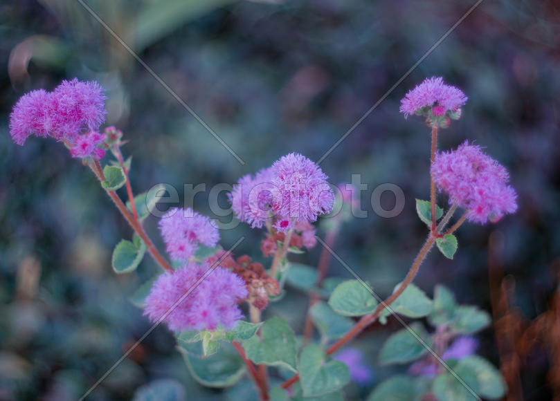 Фиолетовые цветы