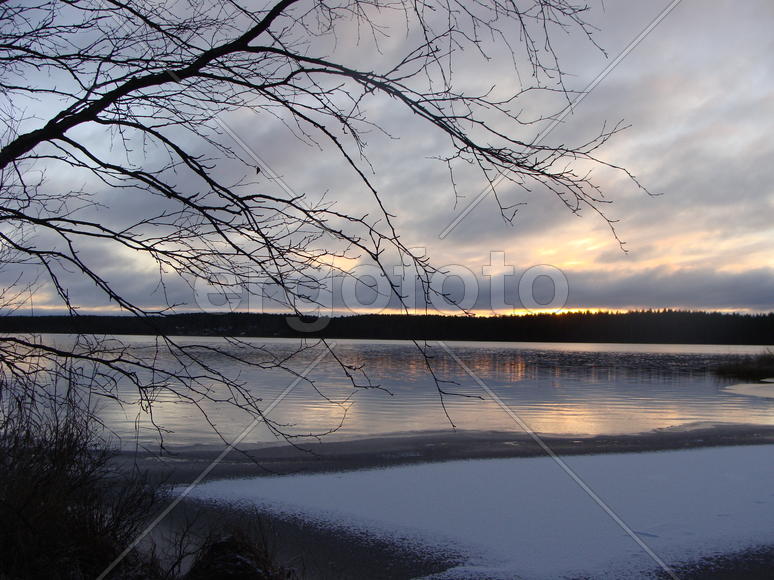 Ветви дерева на фоне озера