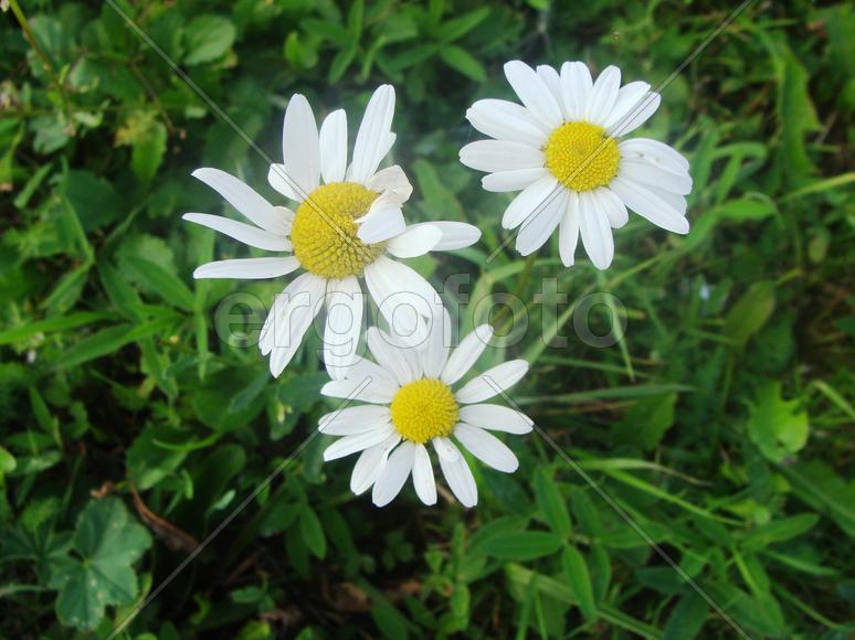 Три ромашки