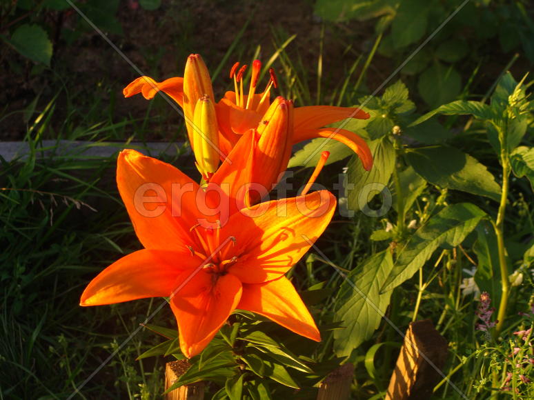Оранжевые бутоны лилий