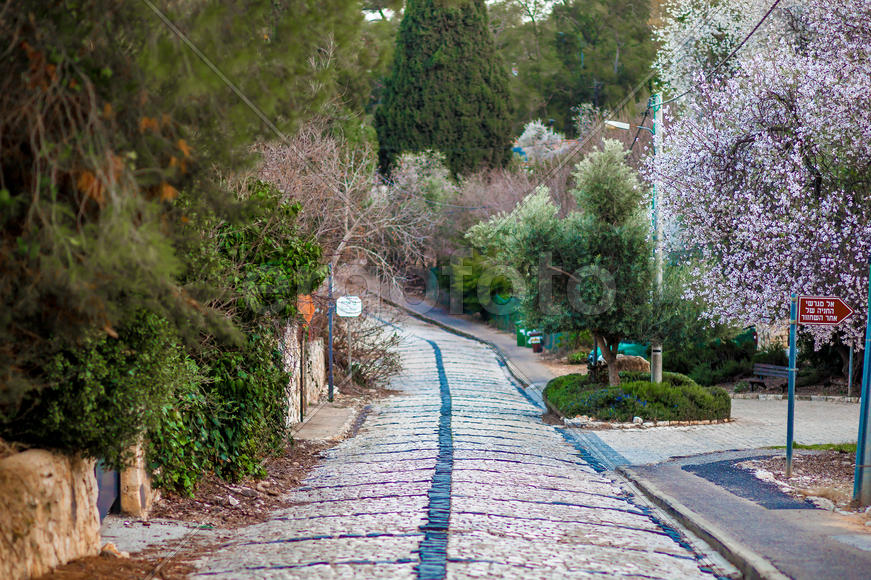 Цветущая дорога