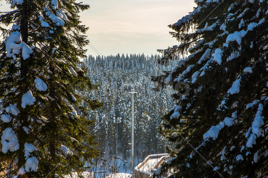 Хвойные леса