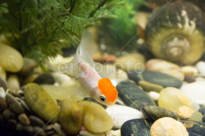 В поисках пищи