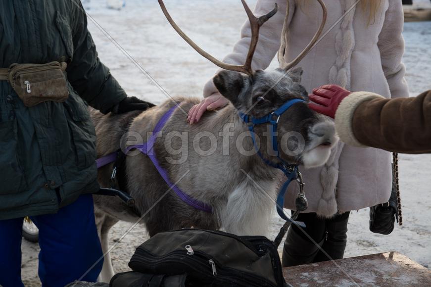 Олень на новогодней ярмарке в Санкт-Петербурге