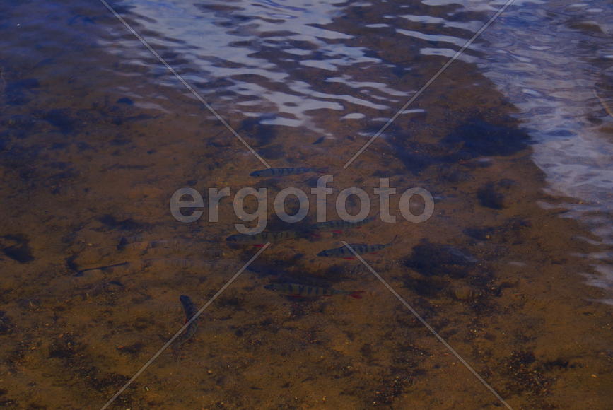 Ленинградская область.